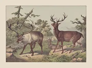 Ruminants, hand-colored chromolithograph, published in 1869