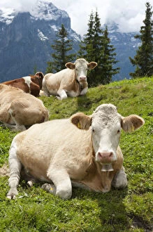 Swiss Collection: Ruminating cows -Bos primigenius taurus-, traditional farming, mountain farming, green pasture