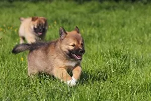 Running puppies, Icelandic Sheepdogs -Canis lupus familiaris-