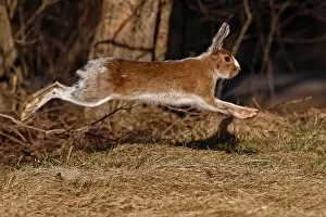 Images Dated 12th April 2011: Running rabbit