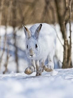 Images Dated 21st February 2013: Running Snowshoe Hare