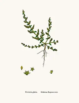 Herbal Medici Prints: Rupturewort plant