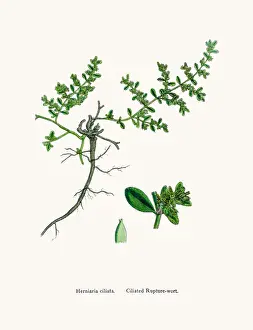 Herbal Medici Prints: Rupturewort plant
