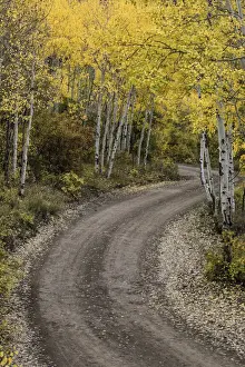 Rural forest service road and golden aspen trees (Populus Tremuloides) in fall, Sneffels Wilderness Area, Uncompahgre National Forest, Colorado, USA