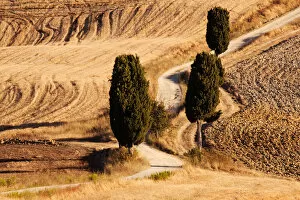 Images Dated 2nd September 2010: Rural road in Tuscany