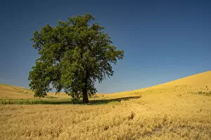 Images Dated 7th August 2012: Rural scene with lone tree, Palouse, Washington State, USA