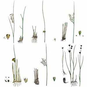 Images Dated 17th May 2016: Rush grasses isolated on white