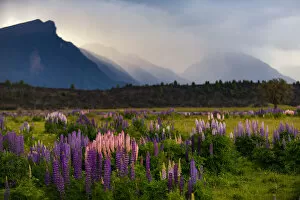 Images Dated 5th December 2012: Russell lupine bloom in summer season