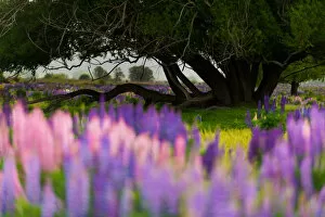 Images Dated 5th December 2012: Russell Lupine bloom in summer season