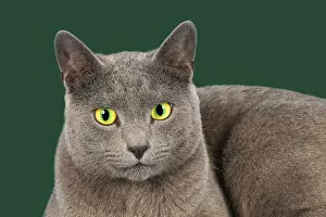 Images Dated 5th October 2014: Russian Blue, purebred cat