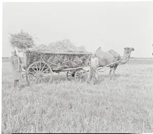 Camel Prints: Russian Farmer with Camel