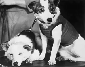 Russian Space Dogs Belka and Strelka