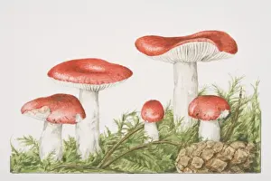 Fungus Prints: Russula emetica, The Sickener mushrooms fruiting amongst foliage