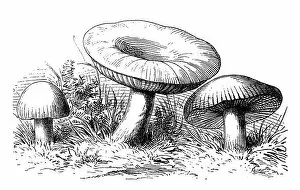 Edible Mushrooms, Victorian Botanical Illustration Collection: Russula mushrooms