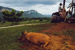 Images Dated 22nd September 2014: Rustic scene in Vinales valley, in Cuba