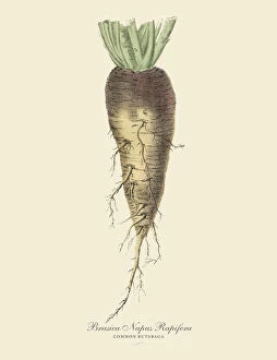 Images Dated 1st February 2019: Rutabaga, Root Crops and Vegetables, Victorian Botanical Illustration