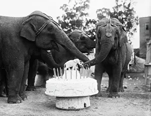 Birthday Prints: Ruth the Elephant Celebrating Her Birthday
