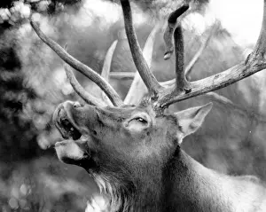 Rutting Prints: Rutting Season