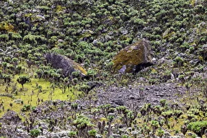 Images Dated 9th June 2012: Rwenori Mountains, Uganda