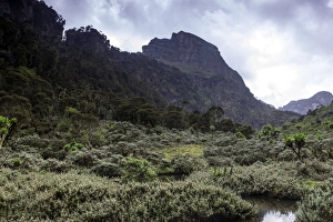 Images Dated 4th June 2012: Rwenzori Mountain National Park