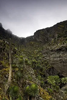 Images Dated 6th June 2012: Rwenzori Mountains, Uganda