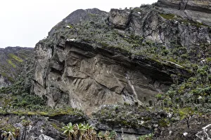 Images Dated 6th June 2012: Rwenzori Mountains, Uganda