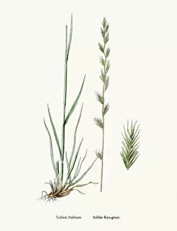 Identity Gallery: Rye grass weed plant