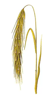 Rye (Secale cereale)