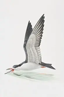 Open Prints: Rynchops niger, Black Skimmer dipping its beak into shallow water in mid-flight