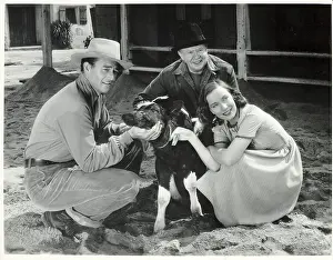 Calf Prints: S Curie/J Wayne/C Coburn In Movie Still