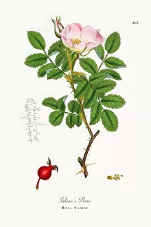 Images Dated 4th June 2018: Sabineas Rose, Rosa Sabini, Victorian Botanical Illustration, 1863