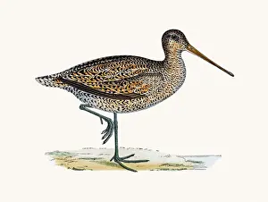 Wading Boots Prints: Sabines snipe bird