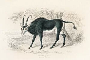 Images Dated 27th May 2015: Sable antelope engraving 1855