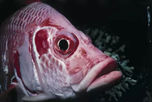 Images Dated 13th May 2003: Sabre Squirrelfish