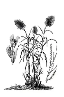 Walking Cane Prints: Saccharum officinarum (sugarcane)