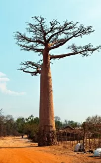 Images Dated 1st November 2017: Sacred Baobab