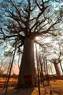 Images Dated 1st November 2017: Sacred Baobab