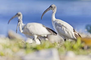 South African Gallery: Sacred ibises -Threskiornis aethiopicus-, Table Mountain National Park, South Africa
