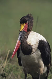 Saddle-bill stork (Ephippiorhynchus senegalensis) standing, Masai Mara National Reserve, Kenya