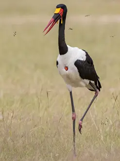 Saddle-billed Stork (Ephippiorhynchus senegalensis), male, Murchinson Falls National Park