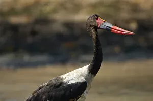 Ben Cranke Gallery: Saddle-billed Stork, Mana Pools NP, Zimbabwe