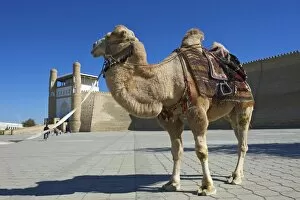 Camelidae Collection: Saddled camel in front of the Ark fortress, Bukhara, Uzbekistan