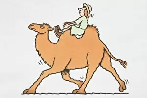 Camelidae Collection: Safari tourist riding a camel