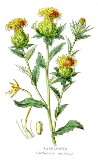 Safflower botanical engraving 1857