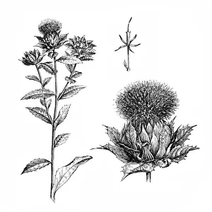Formal Garden Collection: Safflower (Carthamus tinctorius)