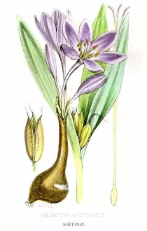 Images Dated 1st May 2017: Saffron botanical engraving 1857