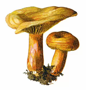 Images Dated 19th December 2017: saffron milk cap, red pine mushroom