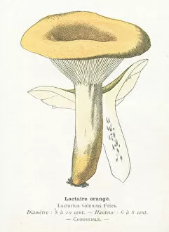 Images Dated 29th January 2018: Saffron mushroom engraving 1895
