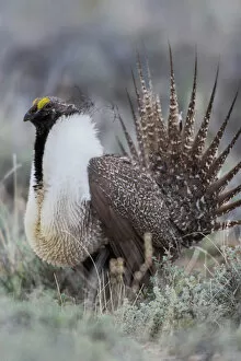 Oregon Collection: Sage Grouse (Centrocercus urophasianus) male in meadow, Steens Mountain, Oregon, USA
