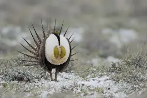 Sage Grouse (Centrocercus urophasianus) male in meadow, Steens Mountain, Oregon, USA